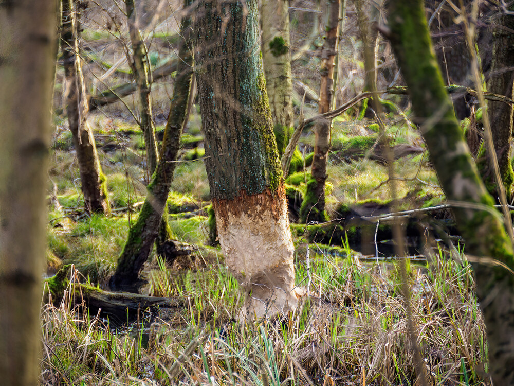 Bäume und Sträucher "Tierische Holzfäller"
Gerd
Schlüsselwörter: 2023