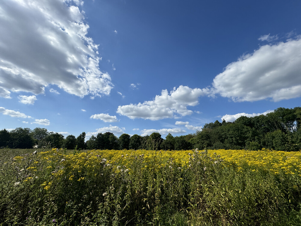 Naturaufnahmen "Wildkräuter"
Gerd
Schlüsselwörter: 2024