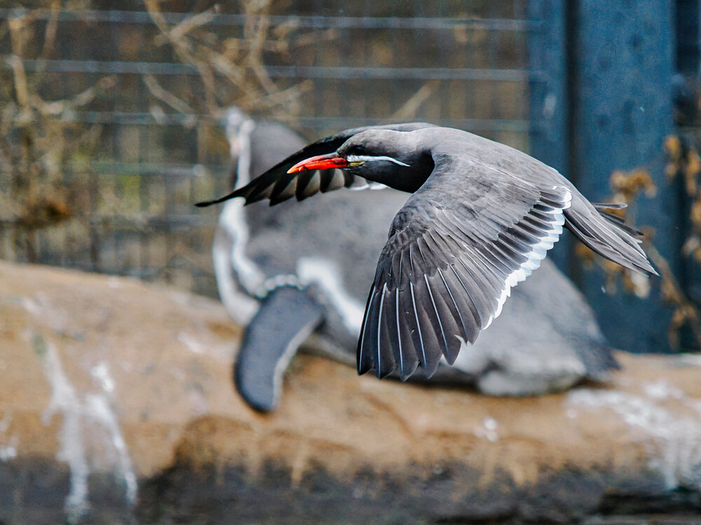 Tiere "Zoo Krefeld Inkaseeschwalbe im Pinguingehege"
Gerd

Die Inkaseeschwalbe ist eine an der südamerikanischen Pazifikküste lebende Vogelart aus der Familie der Seeschwalben. Sie ist die einzige Art der Gattung Larosterna.
Wikipedia

Schlüsselwörter: 2022