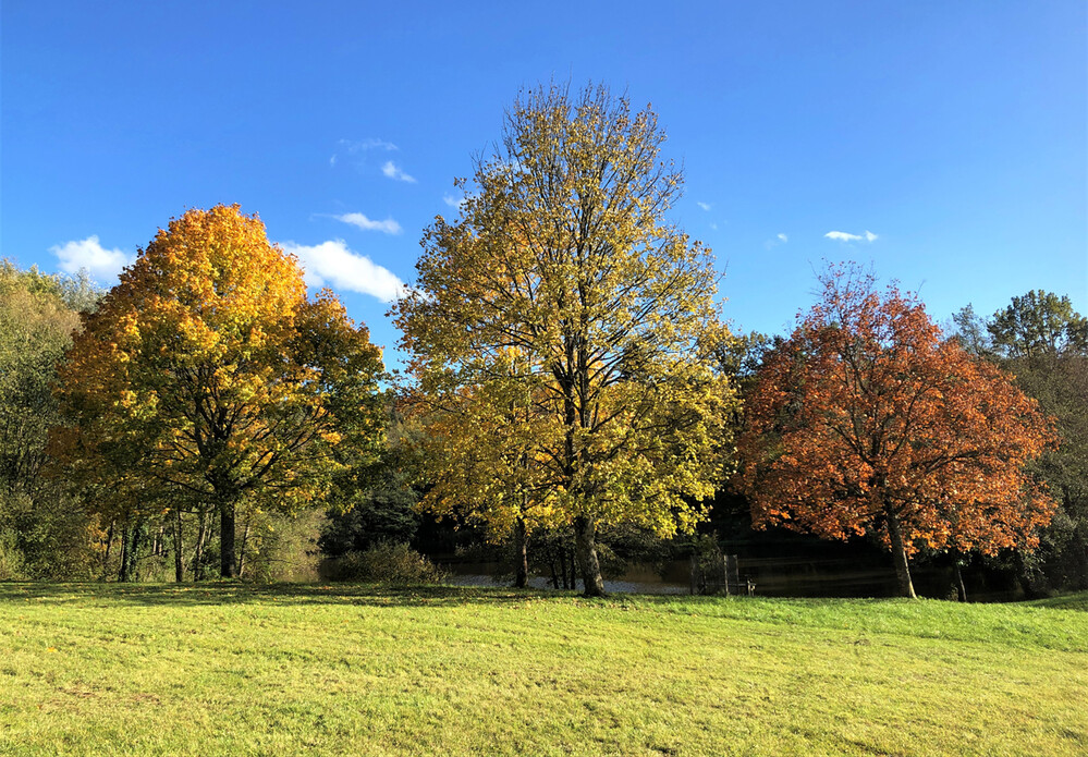 Herbstlich "Drei Bäume"
Karl-Heinz
Schlüsselwörter: 2021