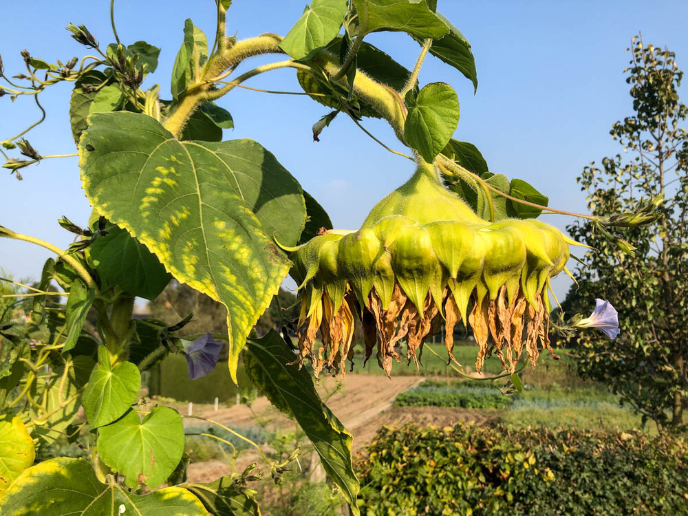 Herbstlich "Traurige Sonnenblume"
Karl-Heinz
Schlüsselwörter: 2021