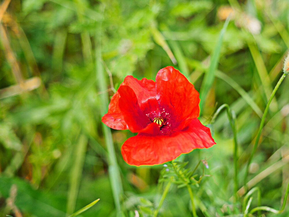 Alles was blüht "Klatschmohn"
Gerd
Schlüsselwörter: 2021