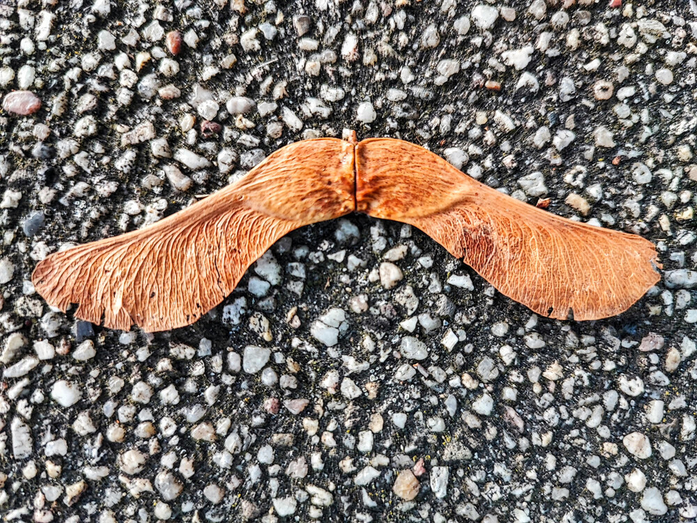 Herbstliches Stillleben "Engelsflügel"
Manni
Schlüsselwörter: 2023