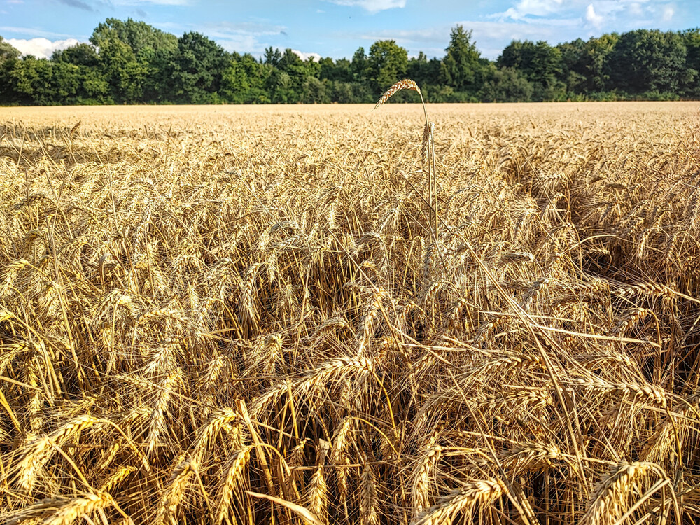 Naturaufnahmen "Landwirtschaftlich genutzte Natur"
Manni
Schlüsselwörter: 2024