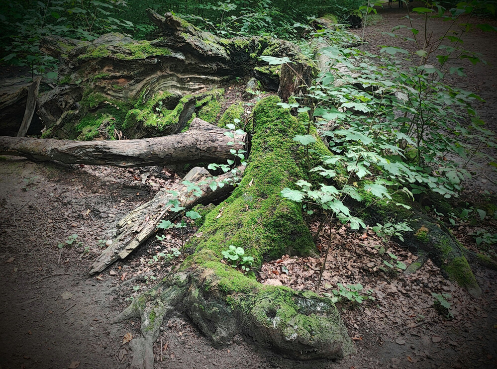 Herbstliches Stillleben "Wald"
Manni
Schlüsselwörter: 2023