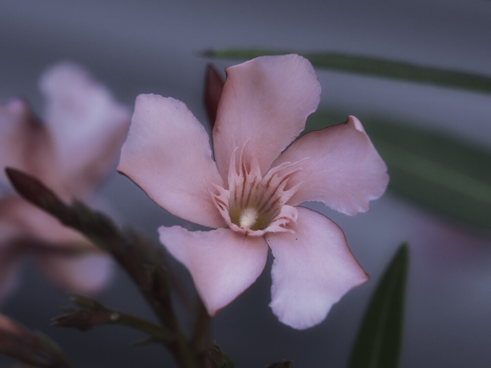 Alles was blüht "Oleander"
Gerd
Schlüsselwörter: 2021