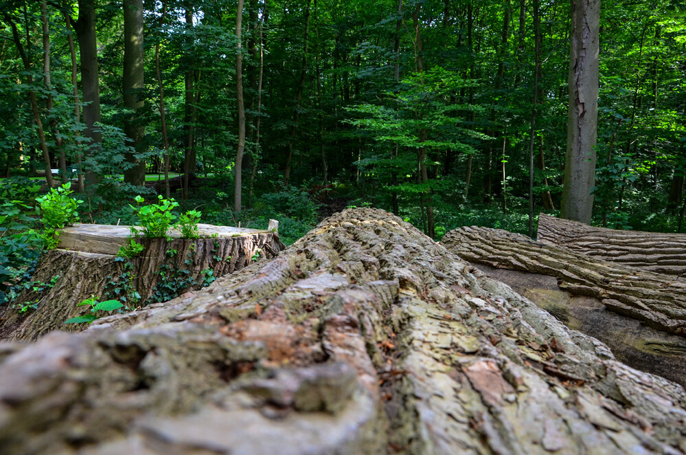 Naturaufnahmen "Gefällt"
Perla
Schlüsselwörter: 2024