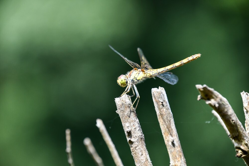 Naturaufnahmen "Libelle"
Perla
Schlüsselwörter: 2024