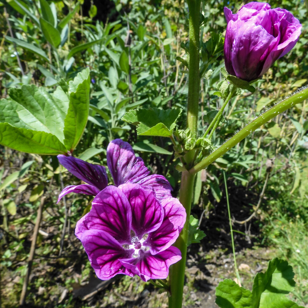 Naturaufnahmen "Malvenblüten"
Perla
Schlüsselwörter: 2024