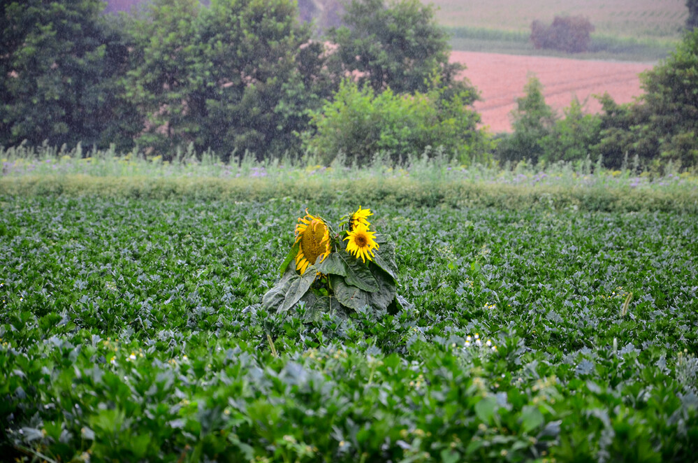 Naturaufnahmen "Sonnenblumen im Feld"
Perla
Schlüsselwörter: 2024