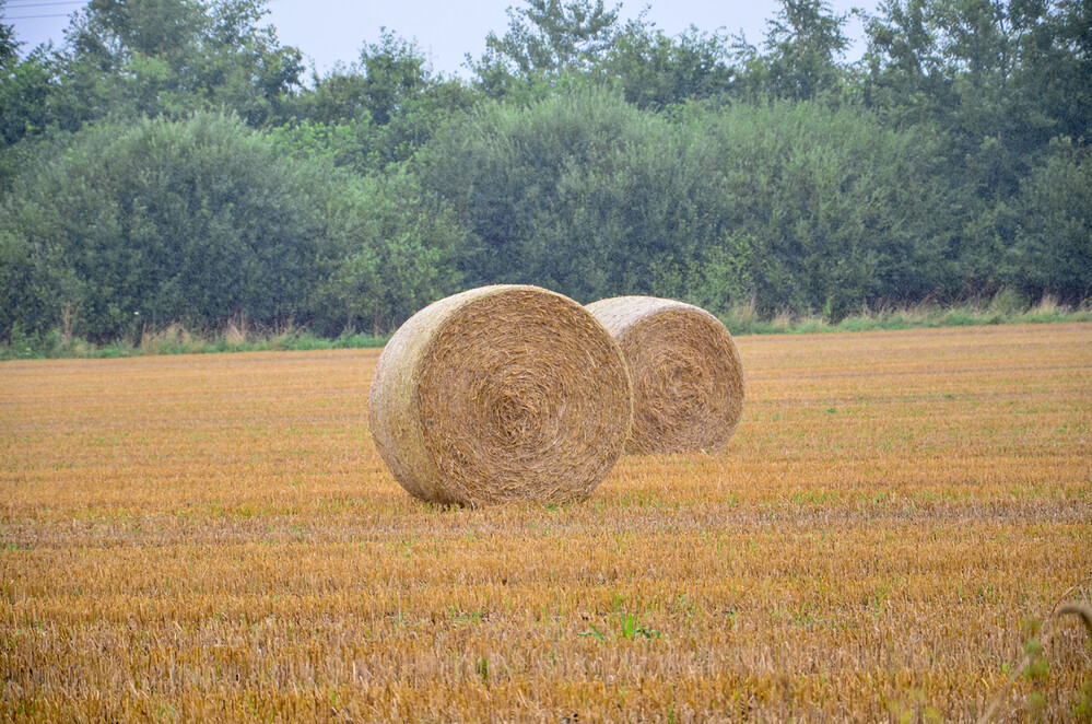 Naturaufnahmen "Strohräder"
Perla
Schlüsselwörter: 2024