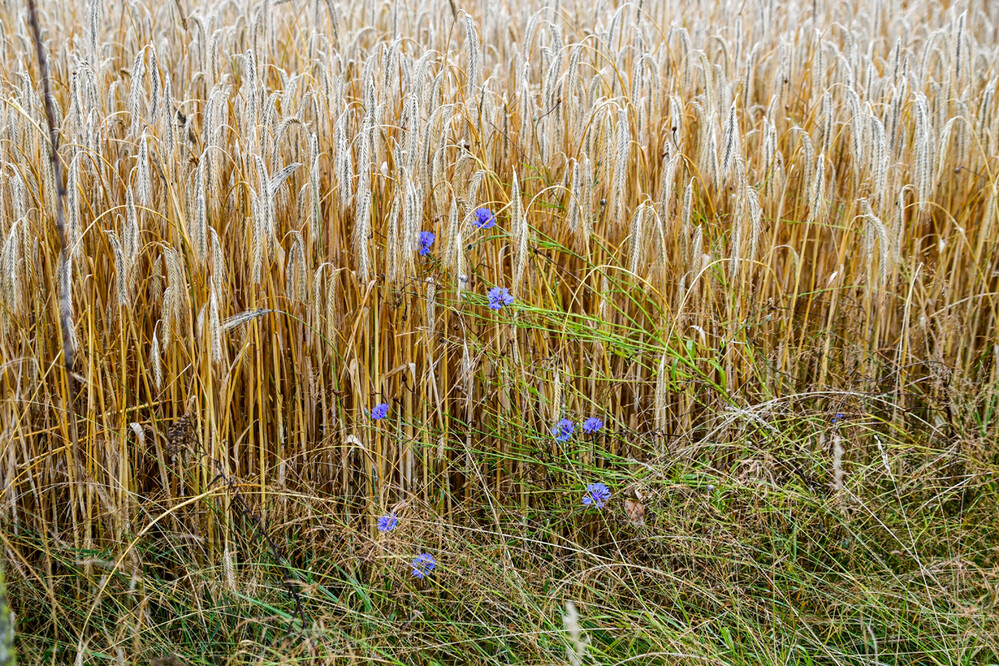 Naturaufnahmen "Blick ins Feld"
Roland
Schlüsselwörter: 2024