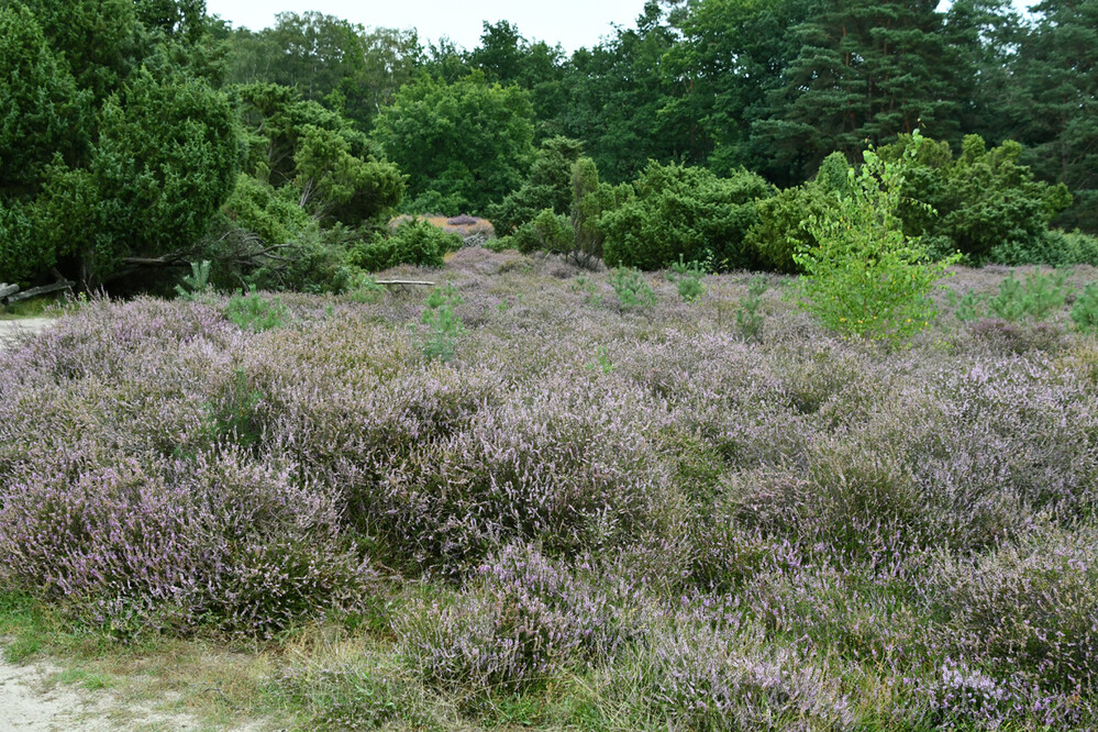 Herbstliches Stillleben "Heide"
Roland
Schlüsselwörter: 2023