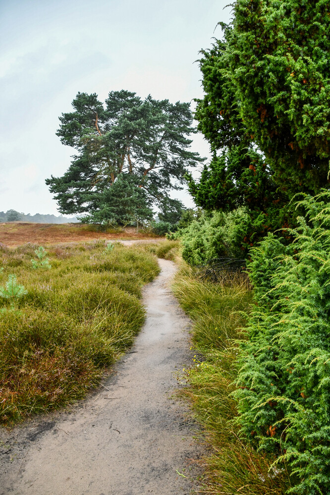 Naturaufnahmen "Heideweg
Roland
Schlüsselwörter: 2024