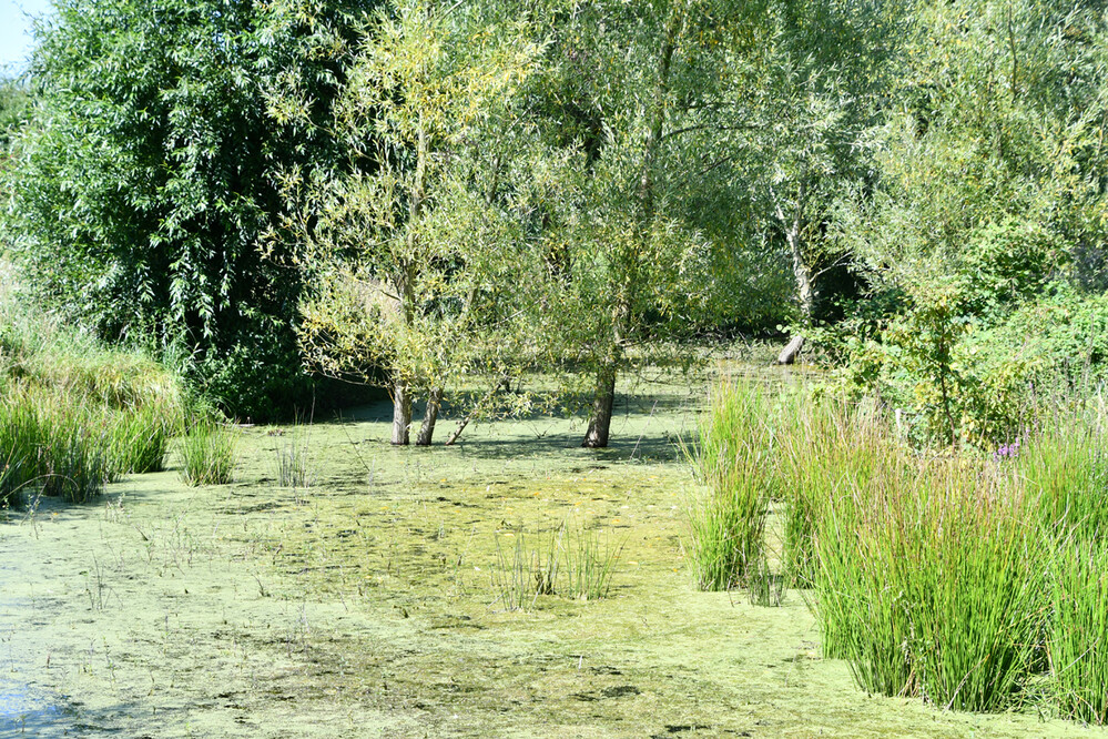 Herbstliche Stillleben "Nasse Füße"
Roland
Schlüsselwörter: 2023