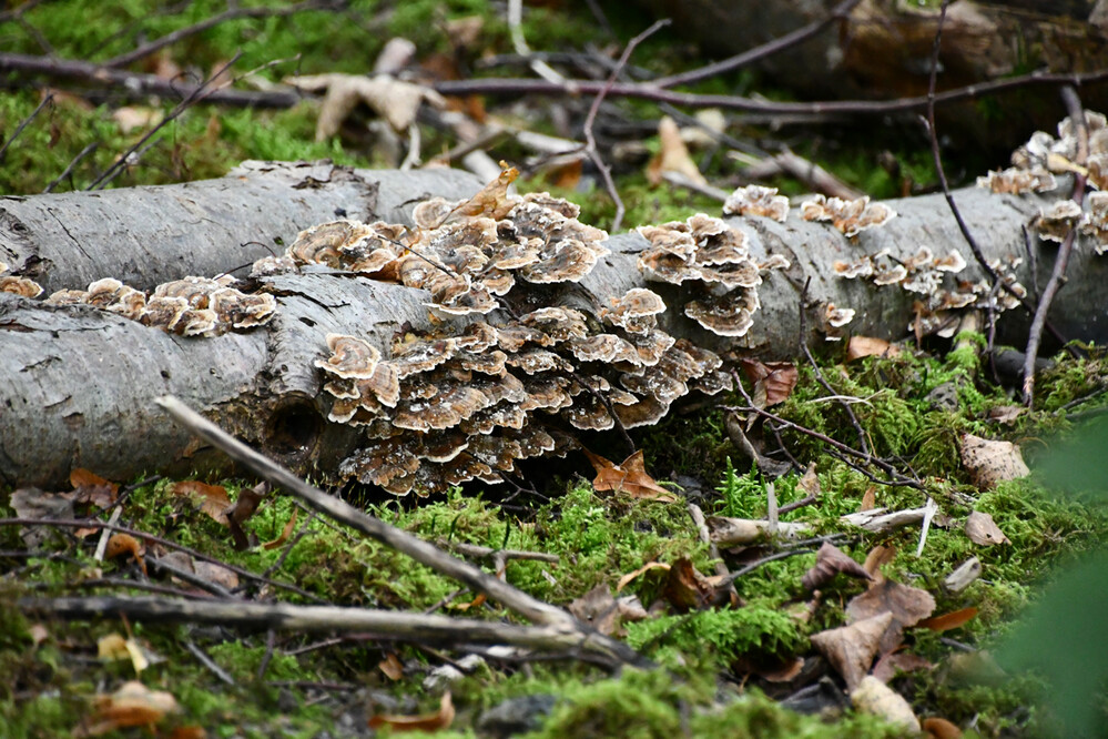 Herbstliches Stillleben "Waldboden"
Roland
Schlüsselwörter: 2023