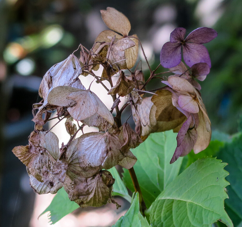 Herbstliches Stillleben "Herbstliche Hortensie"
Verena
Schlüsselwörter: 2023