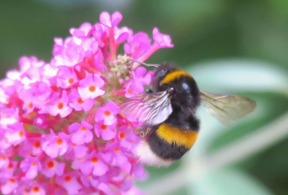 Naturaufnahmen "Hummel"
Verena
Schlüsselwörter: 2024