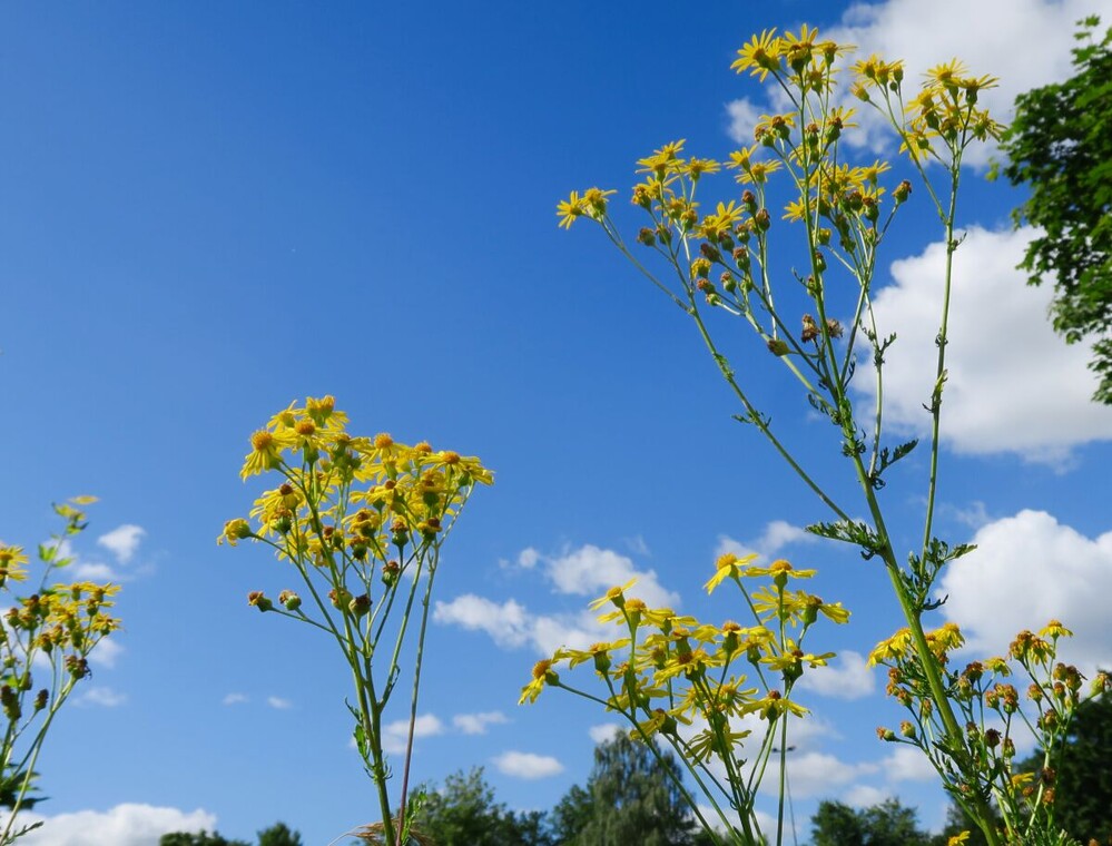 Naturaufnahmen "Rausch in Gelb"
Verena
Schlüsselwörter: 2024