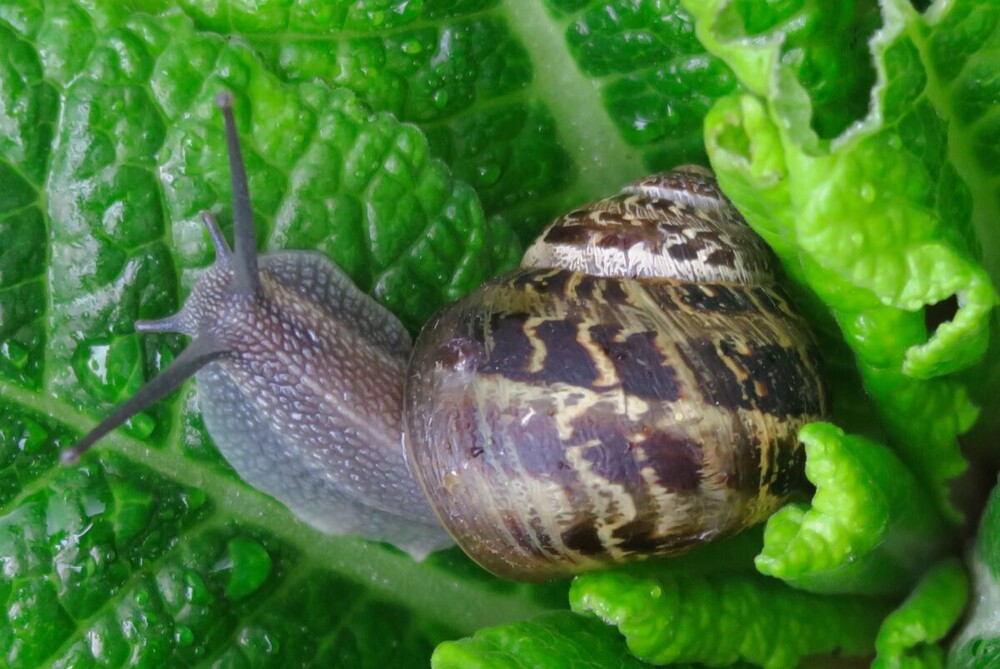 Naturaufnahmen "Schnecke"
Verena
Schlüsselwörter: 2024