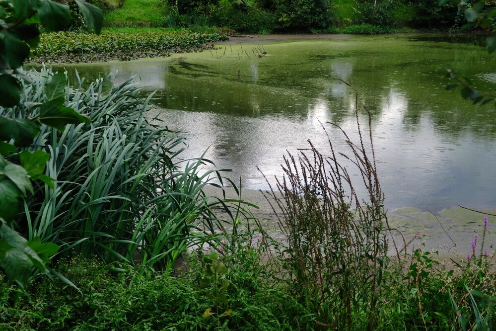 Rund um Bach, Fluss, Kanal und See "Teich"
Verena
Schlüsselwörter: 2024