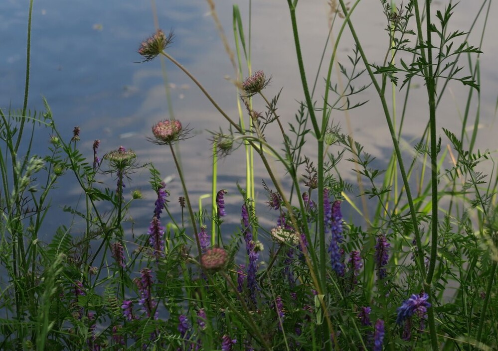 Naturaufnahmen "Wildblumen"
Verena
Schlüsselwörter: 2024