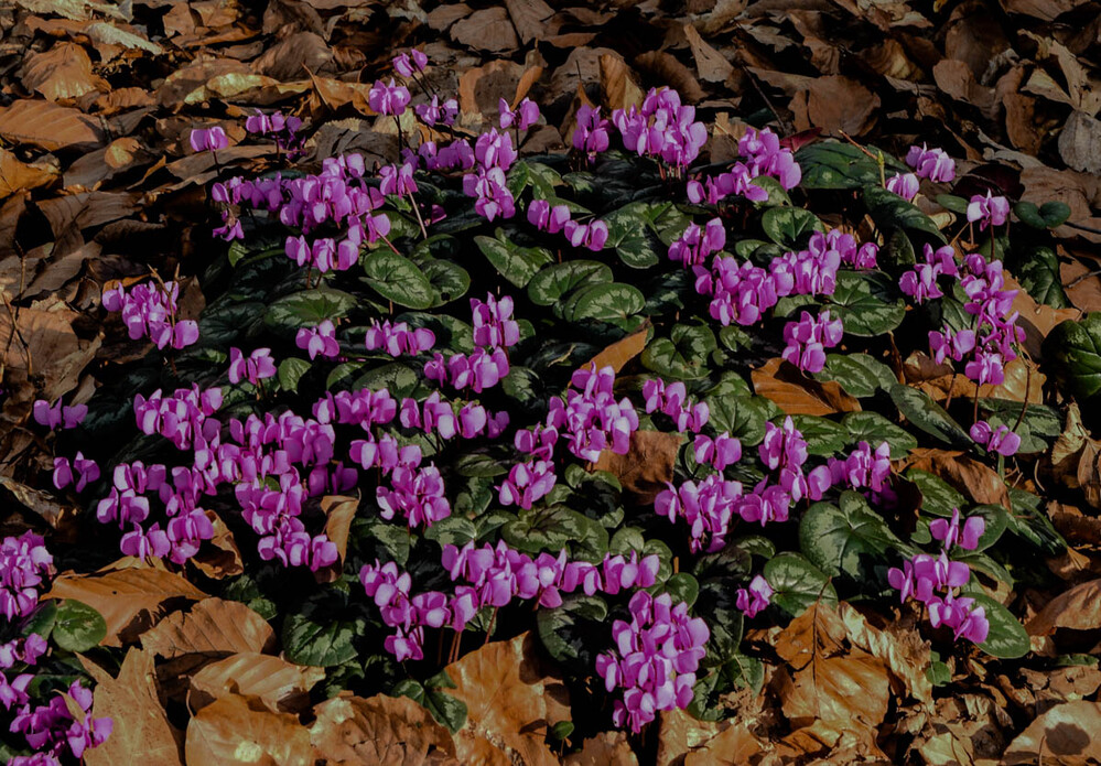 Februarfoto "Frühlingsalpenveilchen"
Verena
Schlüsselwörter: 2022