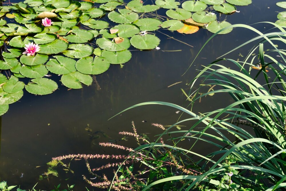 Rund um Bach, Fluss, Kanal und See "Kleines Gewässer"
Verena
Schlüsselwörter: 2024