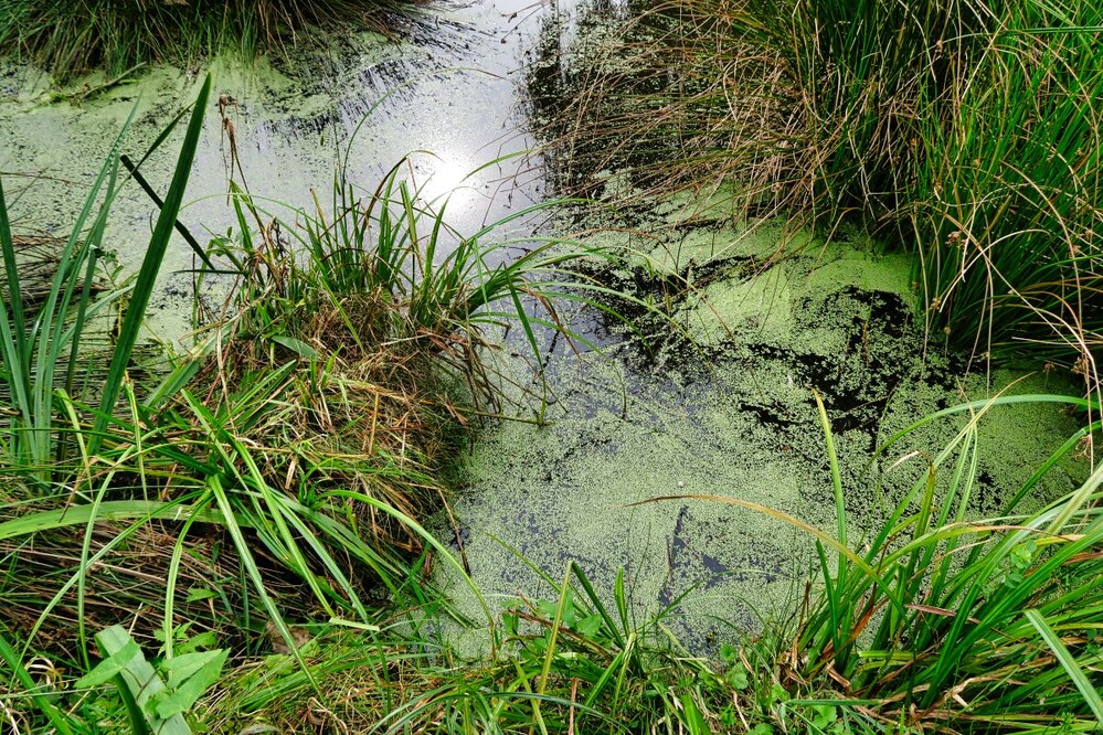 Rund um Bach, Fluss, Kanal und See "Tümpel"
Verena
Schlüsselwörter: 2024