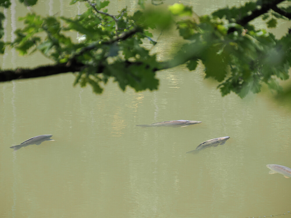 Rund um Bach, Fluss, Kanal und See "Haie im Stausee Bitburg"
Gerd
Schlüsselwörter: 2024