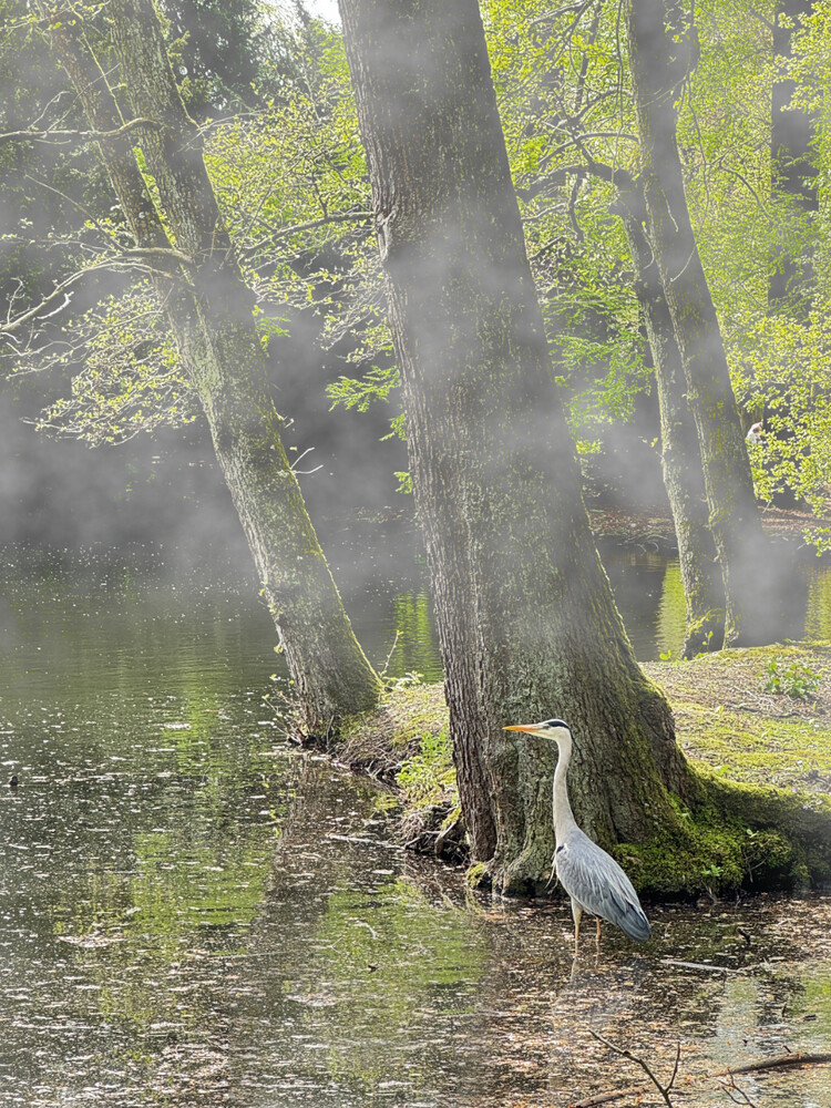 Naturaufnahmen "Nebel"
Gerd
Schlüsselwörter: 2024