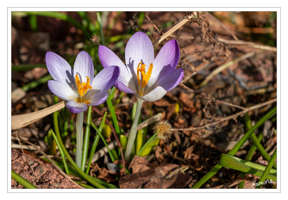 Krokusse
Die Gattung Krokus (Crocus) zählt zur Familie der Schwertliliengewächse (Iridaceae). Bekannt sind rund 90 Arten, hinzukommen noch zahlreiche Unterarten. lt. mein-schoener-garten
Schlüsselwörter: 2025