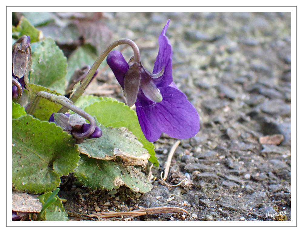 Veilchen
Veilchen oder Violen (Viola) sind eine Pflanzengattung innerhalb der Familie der Veilchengewächse (Violaceae). Von den 400 bis 650 Arten gedeihen die meisten in den gemäßigten Gebieten der Erde. Die Zentren der Artenvielfalt liegen in Nordamerika, den Anden und Japan. Man findet sie jedoch auch in Australien und Tasmanien. Bekannte Arten sind Stiefmütterchen, Hornveilchen und Duftveilchen. lt. Wikipedia
Schlüsselwörter: 2025