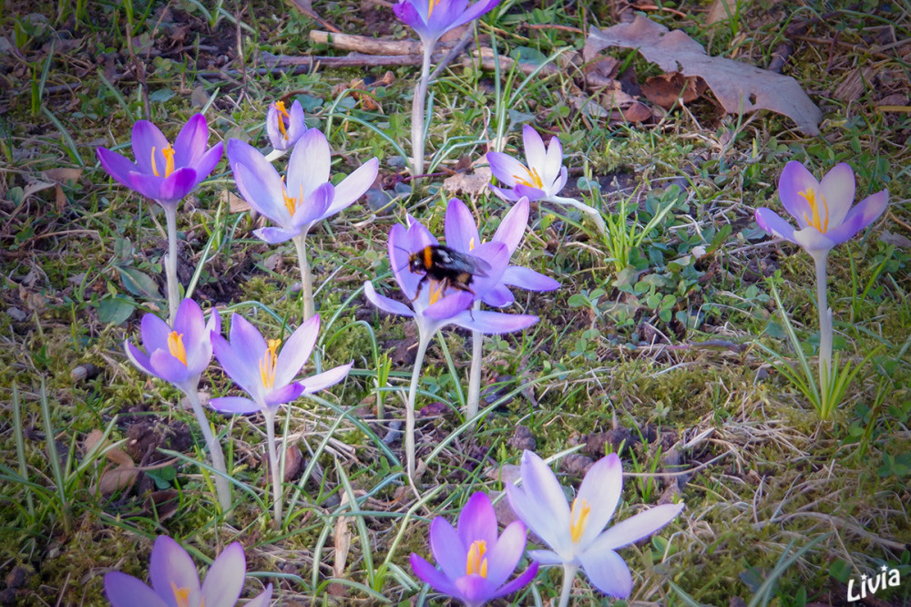 Krokusse mit Hummel
Schlüsselwörter: 2025