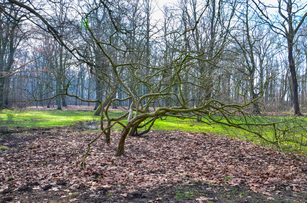 Alles im Park  "Verschnörkelt"
Perla
Schlüsselwörter: 2025