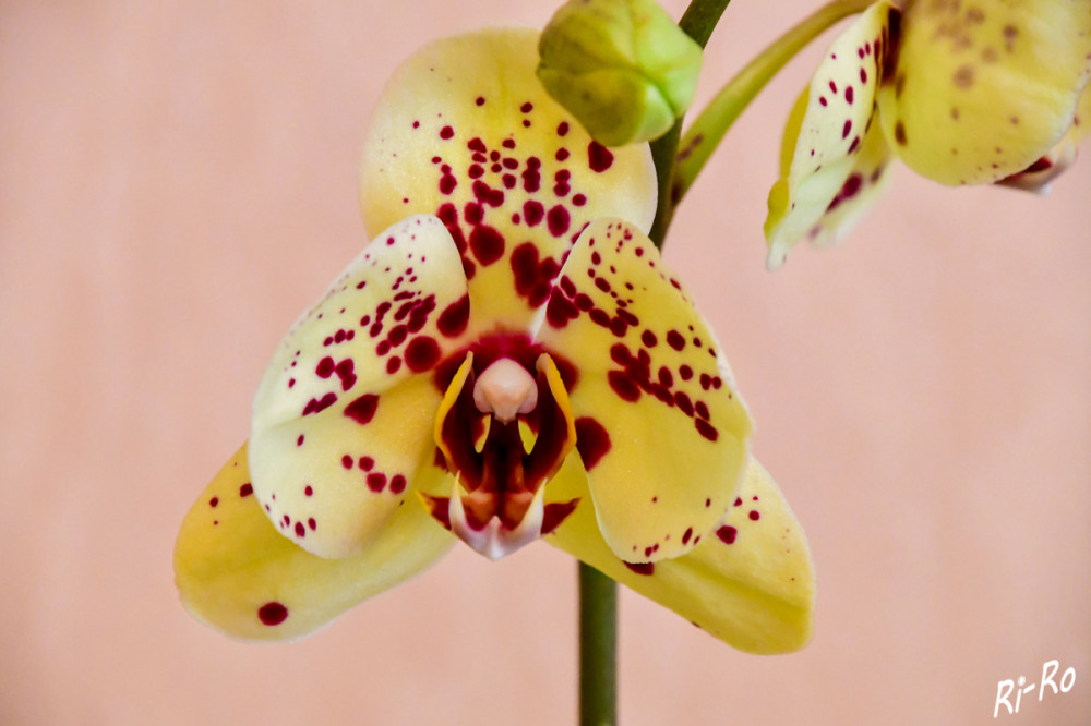 Orchideenhybriden
entstehen durch Kreuzung von Gattungen oder Arten, einschließlich etablierter Hybriden. Sie können die Abstammung einer Orchidee an ihrem Namen erkennen. (lt. eathealthyeatgreek)
Schlüsselwörter: 2025