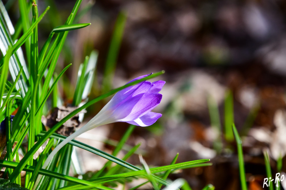 Blassvioletter Elfen-Krokus
ist ein Frühblüher, der von Februar bis April seine schmalblättrigen Blüten zeigt u. als einer der ersten Krokusse zu blühen beginnt. (lt. naturadb)
Schlüsselwörter: 2025