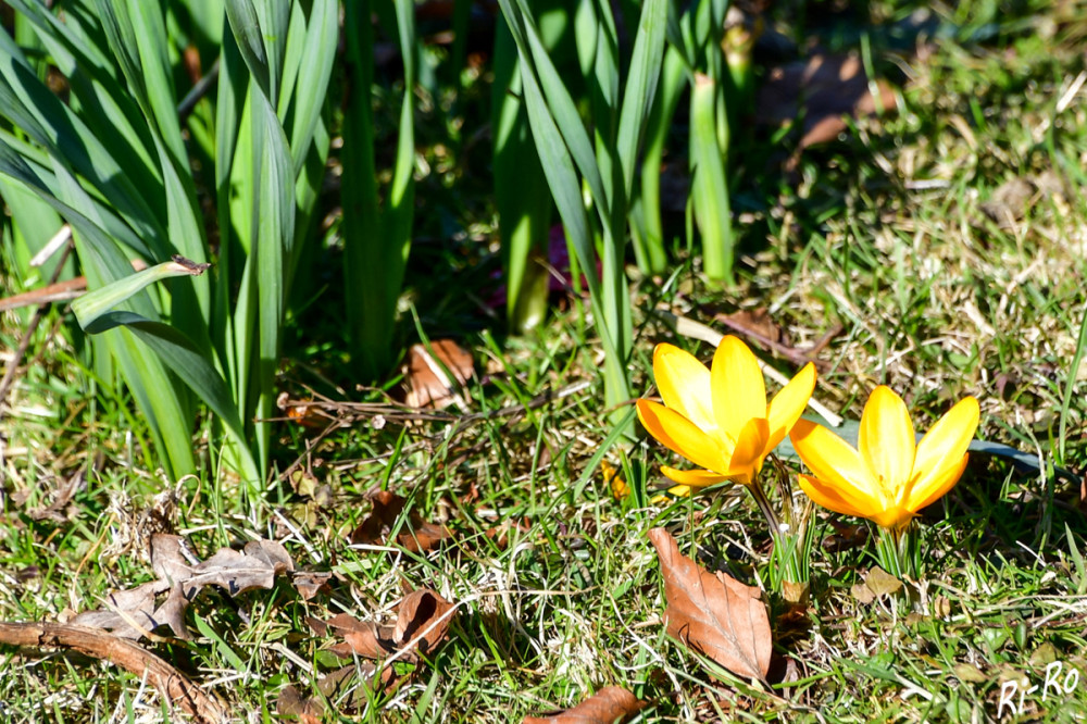 Geöffnete Blüten
Krokusse sind seit Jahrhunderten beliebte Zierpflanzen. Als Frühblüher sind sie in den Parks u. Gärten der gemäßigten Breiten auf der ganzen Welt anzutreffen. Sie fallen wegen der grellen Farben auf. (Wikipedia)
Schlüsselwörter: 2025