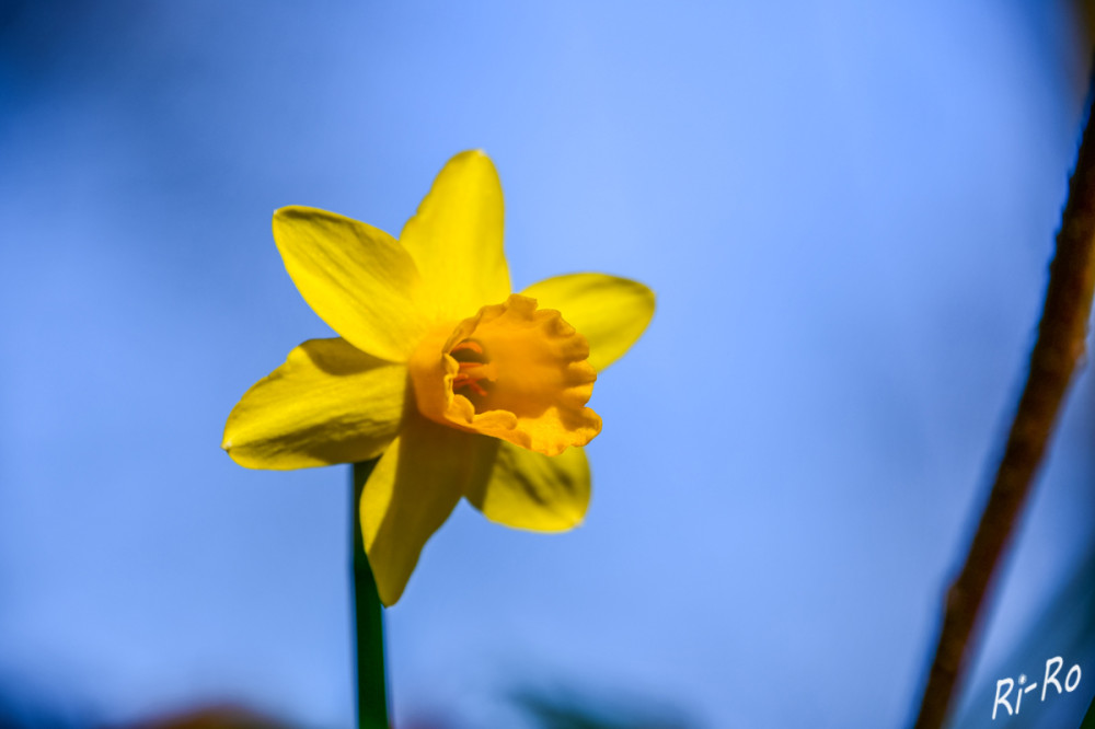 Narzissen
Wenn ab März die ersten Narzissen ihre Blüten öffnen, ist der Frühling nicht mehr fern. Da sie häufig zeitgleich zum Osterfest in Gärten u. Parks blühen, haben sie einen zweiten Namen: Osterglocken. (lt. ndr)
Schlüsselwörter: 2025