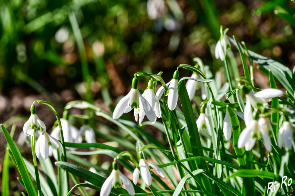 Schneeglöckchen 
gehören zu den ersten Boten des Frühlings u bringen mit ihren zarten, weißen Blüten Leben in die Gärten u. Parkanlagen. (naturagart)


Schlüsselwörter: 2025