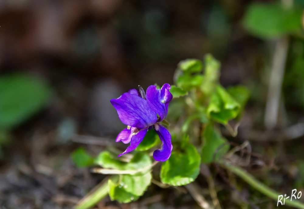 Wald-Veilchen
es ist eine einheimische ausdauernde Pflanze u. findet sich verbreitet in krautreichen Laub- u. Nadelmischwäldern. Die Bestäubung des Wald-Veilchens erfolgt durch Insekten u. Selbstbestäubung. Es gilt als gute Bienenweide. Das Kraut als Raupenfutter nutzen drei einheimische Schmetterlinge. (naturadb)
Schlüsselwörter: 2025