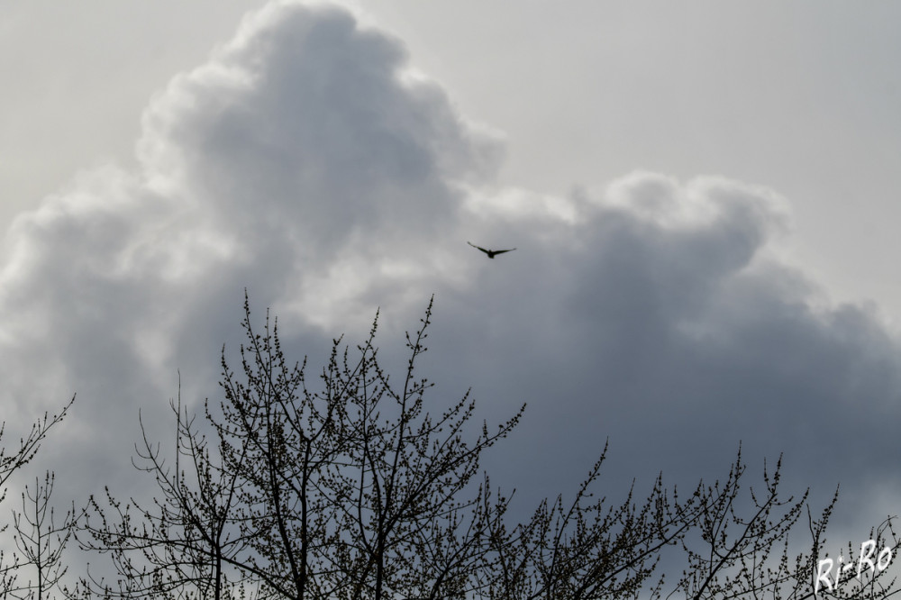 Der Vogel zieht seine Kreise
Das Aussehen einer Wolke wird in erster Linie durch die Art, Größe, Anzahl u. räumliche Verteilung ihrer Bestandteile bestimmt. (lt dwd)


Schlüsselwörter: 2025