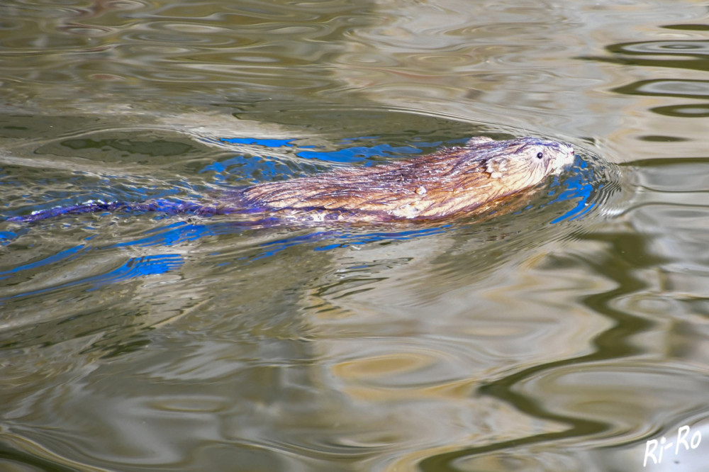 Im Wassergraben
Bisamratten halten sich überwiegend im Wasser auf. Sie sind ausgezeichnete Schwimmer u. können bis zu zehn Minuten tauchen. An Land wirkt die Bisamratte dagegen eher unbeholfen. (lt. wikipedia)
Schlüsselwörter: 2025