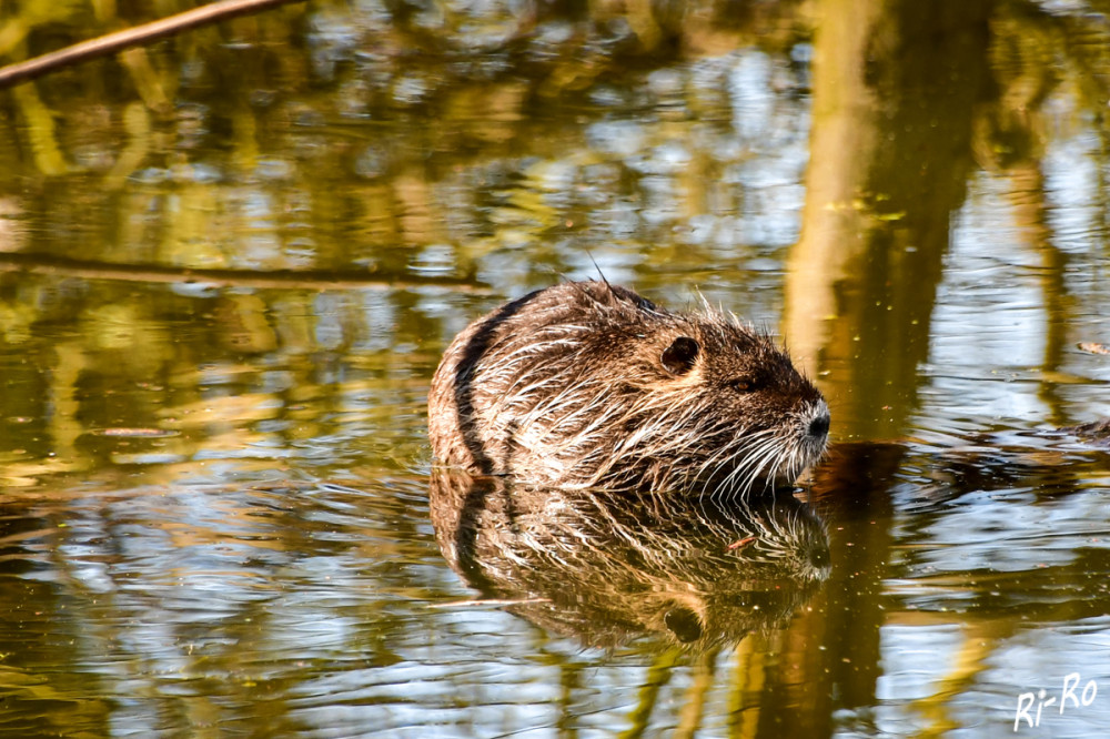 Nutria im Teich
in Deutschland wurden erstmalig 1867 Tiere zur Farmhaltung eingeführt u. 1933 ein Erstnachweis für das Freiland erbracht. Gewässer mit Röhrichtsäumen, Altarme von Flüssen, Buchten, Lagunen werden bevorzugt. Stehende Gewässer; Fließgewässer mit angrenzenden Wiesen u. Ackerflächen bieten der Nutria ebenso Lebensraum. (lt. jagdverband)
Schlüsselwörter: 2025