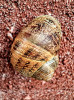 Dateiname=Manni_Freisteller_Hausputz-Schnecke.jpg
Dateigröße=1007KB
Abmessungen: 800x1067
hinzugefügt am: 05. Juli 2025 Manni_Freisteller_Hausputz-Schnecke.jpg